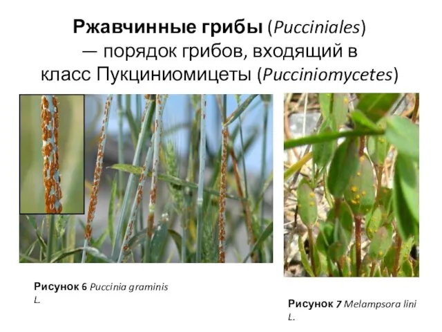 Ржавчинные грибы (Pucciniales) — порядок грибов, входящий в класс Пукциниомицеты (Pucciniomycetes)