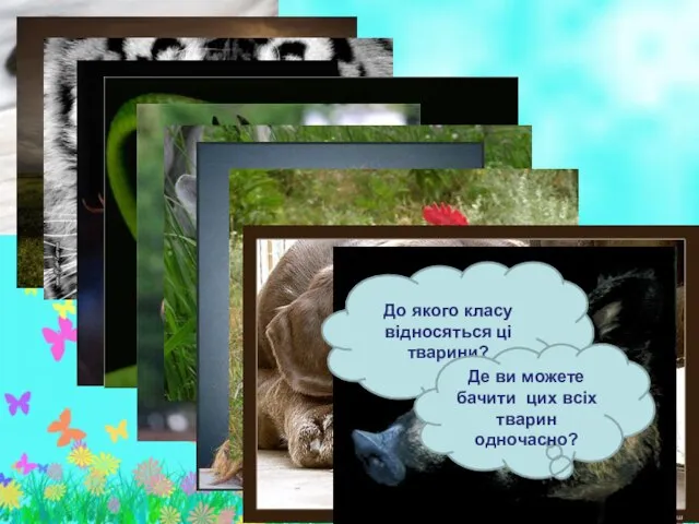 До якого класу відносяться ці тварини? Де ви можете бачити цих всіх тварин одночасно?