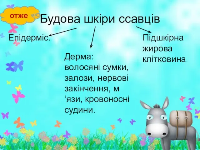 Будова шкіри ссавців Епідерміс. Дерма: волосяні сумки, залози, нервові закінчення, м‘язи,