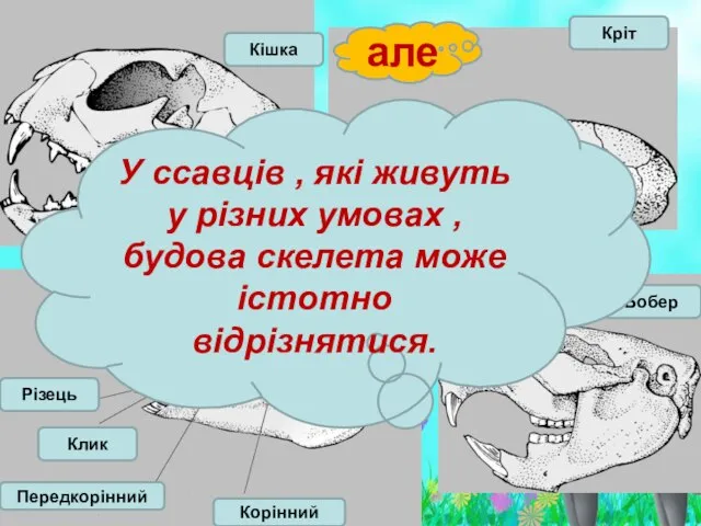 Бобер Кріт Кішка Кінь Різець Клик Передкорінний Корінний але У ссавців