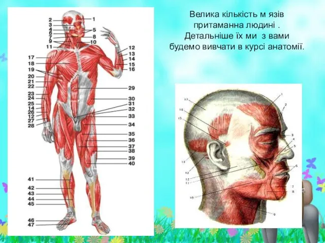 Велика кількість м язів притаманна людині . Детальніше їх ми з