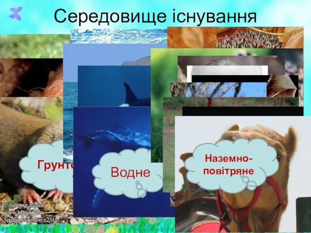 Середовище існування Грунтове Водне Наземно-повітряне