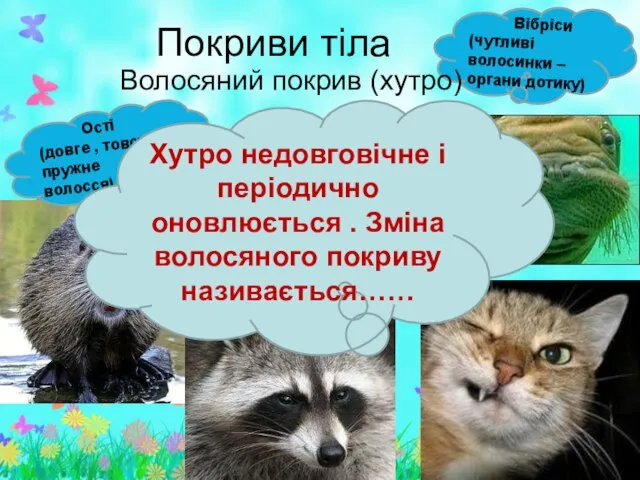 Вібріси (чутливі волосинки –органи дотику) Волосяний покрив (хутро) Покриви тіла Підшерстя