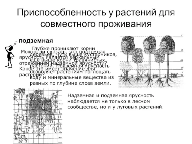 Приспособленность у растений для совместного проживания - подземная Глубже проникают корни