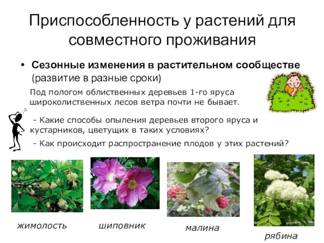 Приспособленность у растений для совместного проживания Сезонные изменения в растительном сообществе