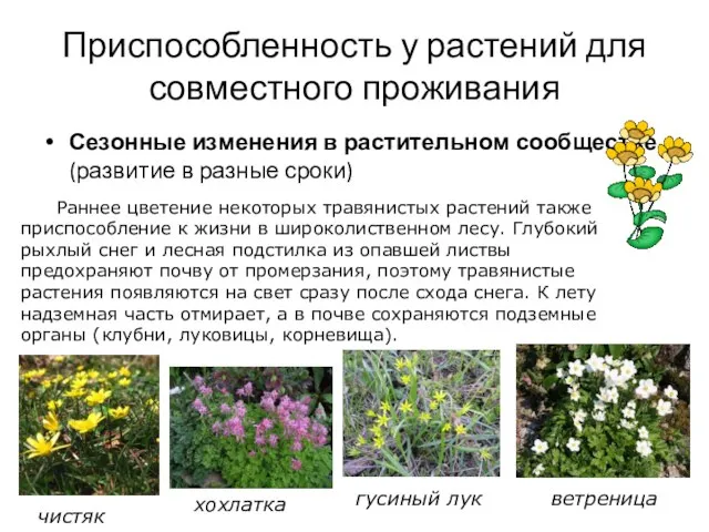 Приспособленность у растений для совместного проживания Сезонные изменения в растительном сообществе