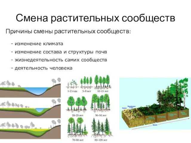 Смена растительных сообществ Причины смены растительных сообществ: изменение климата изменение состава