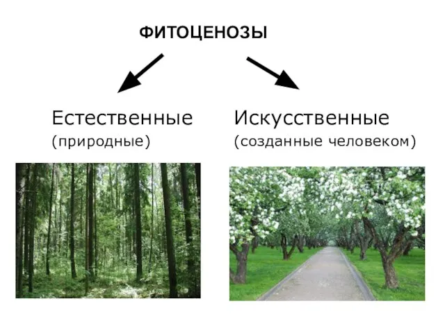 ФИТОЦЕНОЗЫ Естественные (природные) Искусственные (созданные человеком)