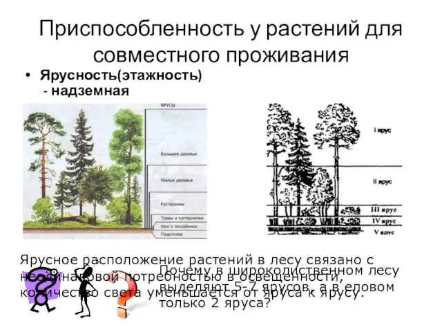 Приспособленность у растений для совместного проживания Ярусность(этажность) - надземная Почему в