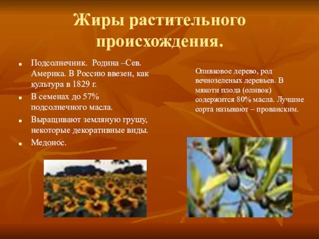 Жиры растительного происхождения. Подсолнечник. Родина –Сев. Америка. В Россию ввезен, как