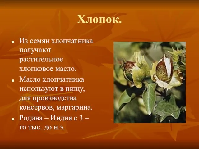 Хлопок. Из семян хлопчатника получают растительное хлопковое масло. Масло хлопчатника используют