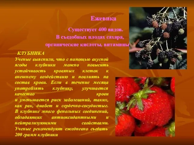 Ежевика Существует 400 видов. В съедобных плодах сахара, органические кислоты, витамины