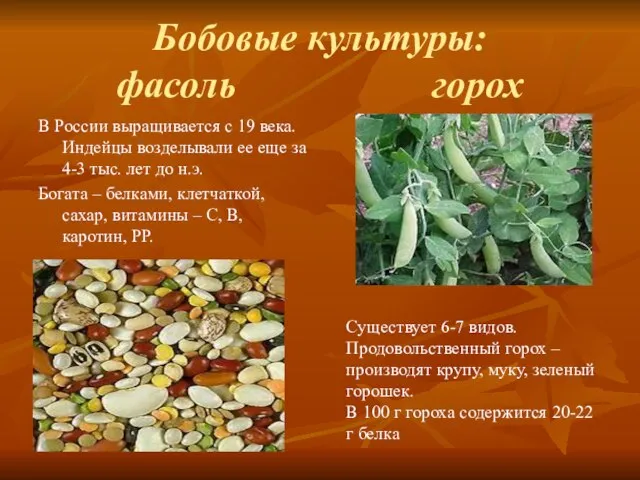 Бобовые культуры: фасоль горох В России выращивается с 19 века. Индейцы