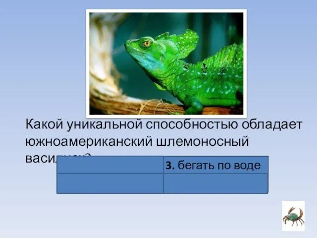Какой уникальной способностью обладает южноамериканский шлемоносный василиск?