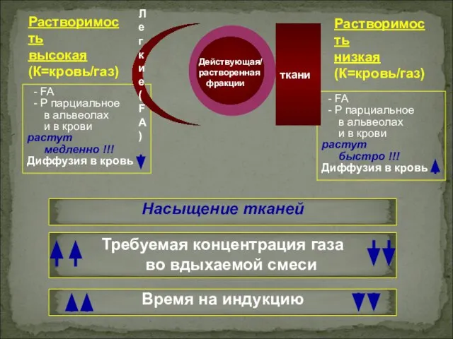 - FA - Р парциальное в альвеолах и в крови растут