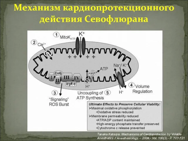 Механизм кардиопротекционного действия Севофлюрана Tanaka Katsuya. Mechanisms of Cardioprotection by Volatile