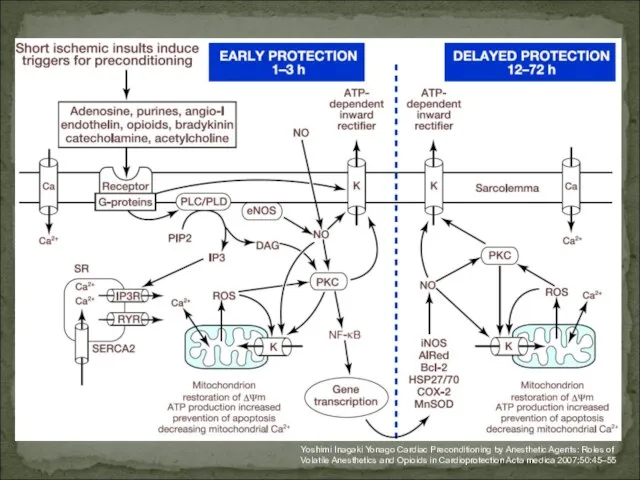 Yoshimi Inagaki Yonago Cardiac Preconditioning by Anesthetic Agents: Roles of Volatile