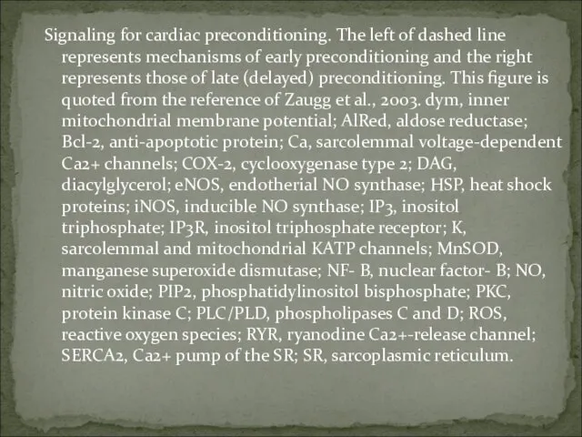 Signaling for cardiac preconditioning. The left of dashed line represents mechanisms