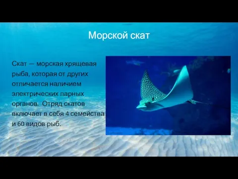 Морской скат Скат — морская хрящевая рыба, которая от других отличается