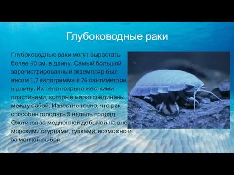 Глубоководные раки Глубоководные раки могут вырастать более 50 см. в длину.