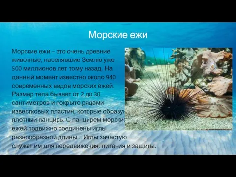 Морские ежи Морские ежи – это очень древние животные, населявшие Землю