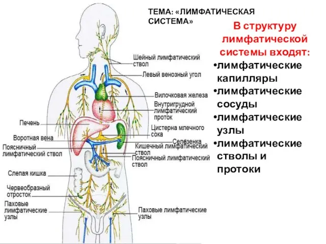 ТЕМА: «ЛИМФАТИЧЕСКАЯ СИСТЕМА» В структуру лимфатической системы входят: лимфатические капилляры лимфатические