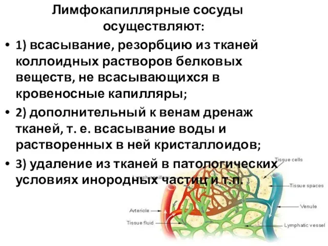 Лимфокапиллярные сосуды осуществляют: 1) всасывание, резорбцию из тканей коллоидных растворов белковых