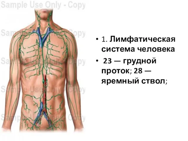 1. Лимфатическая система человека 23 — грудной проток; 28 — яремный ствол;
