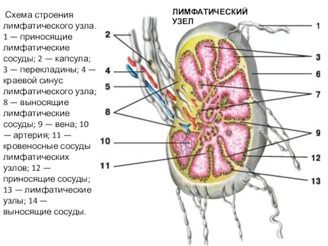 ЛИМФАТИЧЕСКИЙ УЗЕЛ Схема строения лимфатического узла. 1 — приносящие лимфатические сосуды;