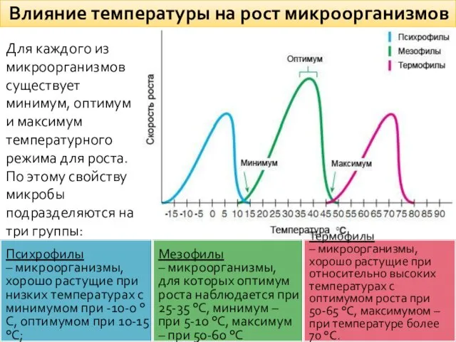 Влияние температуры на рост микроорганизмов Для каждого из микроорганизмов существует минимум,