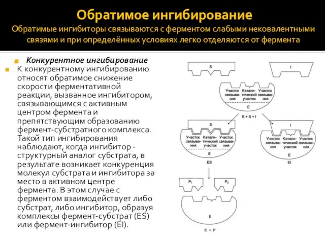 Обратимое ингибирование Обратимые ингибиторы связываются с ферментом слабыми нековалентными связями и