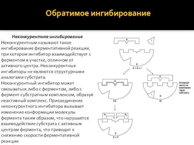 Обратимое ингибирование Неконкурентное ингибирование Неконкурентным называют такое ингибирование ферментативной реакции, при