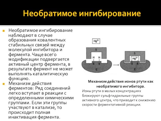 Необратимое ингибирование Необратимое ингибирование наблюдают в случае образования ковалентных стабильных связей