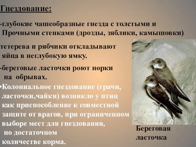 Гнездование: глубокие чашеобразные гнезда с толстыми и Прочными стенками (дрозды, зяблики,