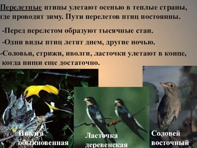 Перелетные птицы улетают осенью в теплые страны, где проводят зиму. Пути