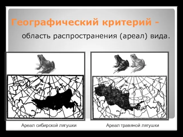 Географический критерий - область распространения (ареал) вида. Ареал сибирской лягушки Ареал травяной лягушки