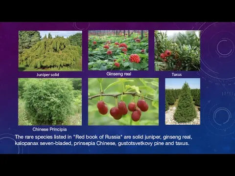 The rare species listed in "Red book of Russia" are solid