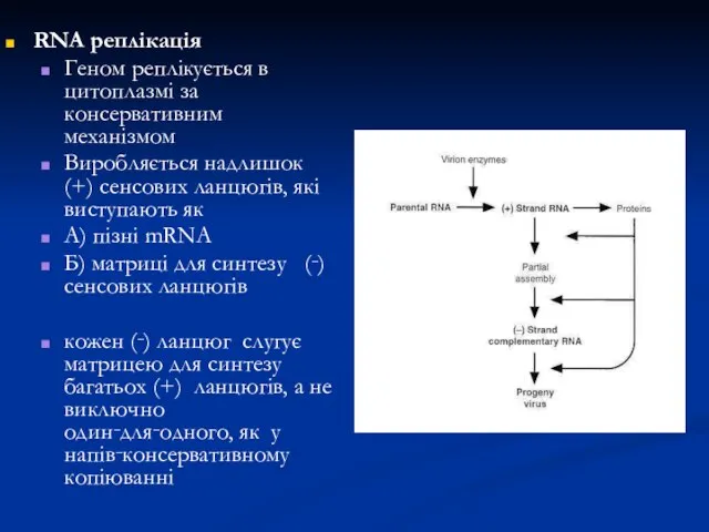 RNA реплікація Геном реплікується в цитоплазмі за консервативним механізмом Виробляється надлишок