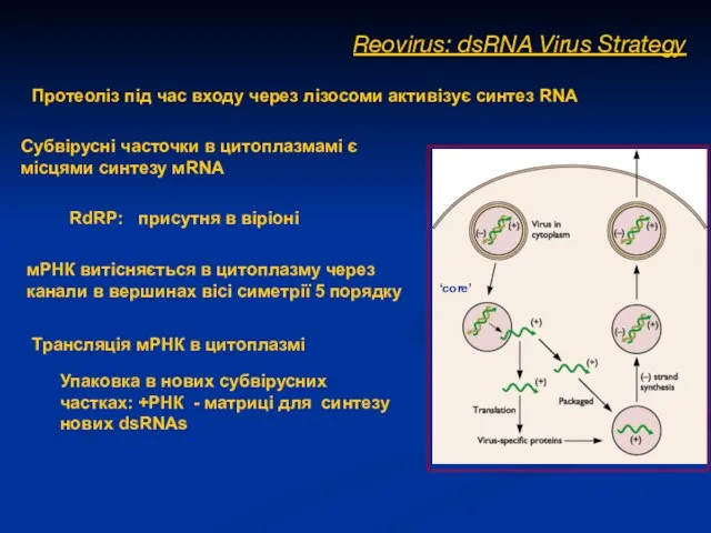 Reovirus: dsRNA Virus Strategy Субвірусні часточки в цитоплазмамі є місцями синтезу