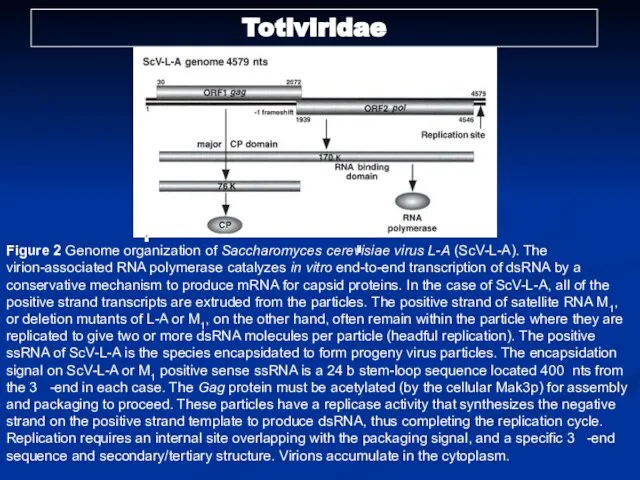 Figure 2 Genome organization of Saccharomyces cerevisiae virus L-A (ScV-L-A). The