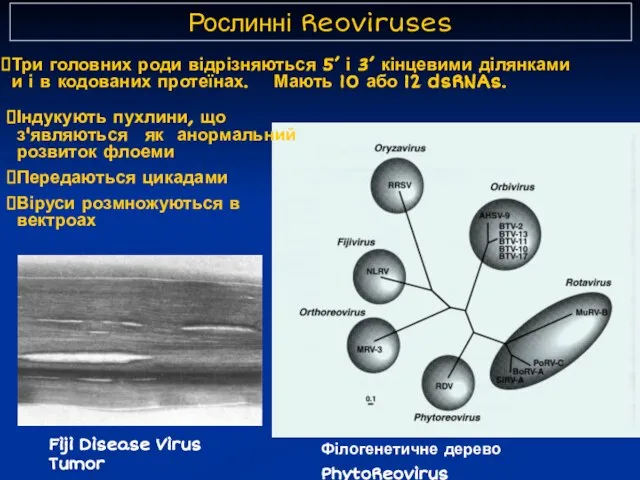 Рослинні Reoviruses Три головних роди відрізняються 5’ і 3’ кінцевими ділянками