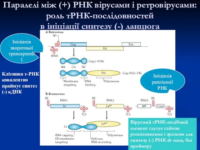 Паралелі між (+) РНК вірусами і ретровірусами: роль тРНК-послідовностей в ініціації