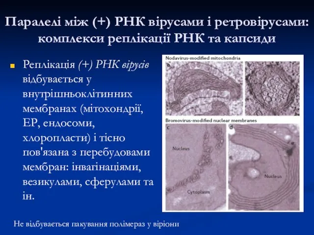 Паралелі між (+) РНК вірусами і ретровірусами: комплекси реплікації РНК та