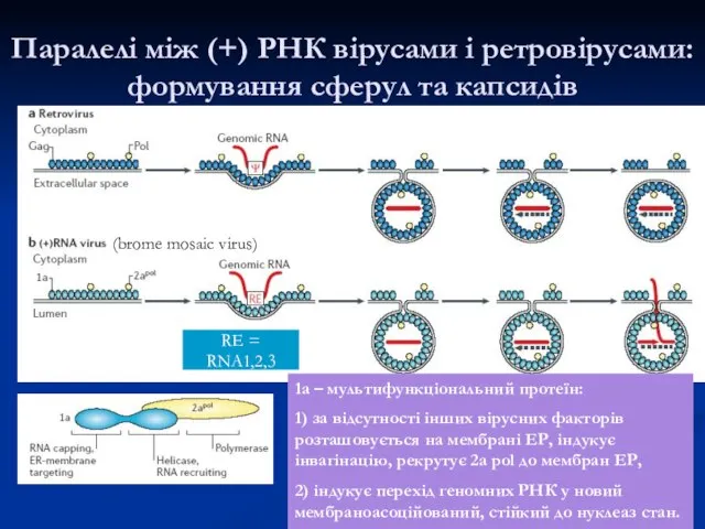 Паралелі між (+) РНК вірусами і ретровірусами: формування сферул та капсидів