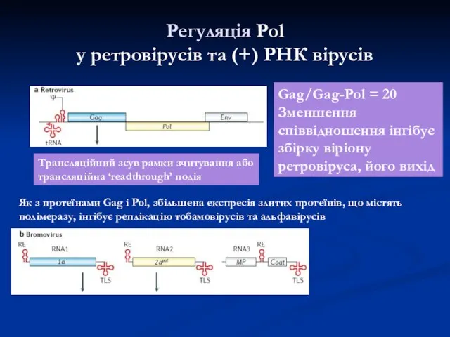 Регуляція Pol у ретровірусів та (+) РНК вірусів Gag/Gag-Pol = 20