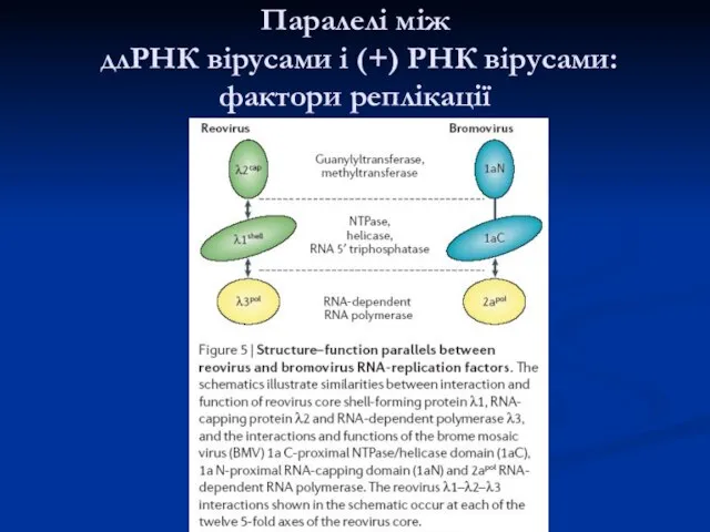 Паралелі між длРНК вірусами і (+) РНК вірусами: фактори реплікації