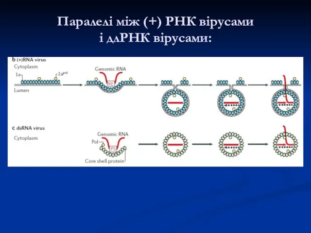 Паралелі між (+) РНК вірусами і длРНК вірусами: