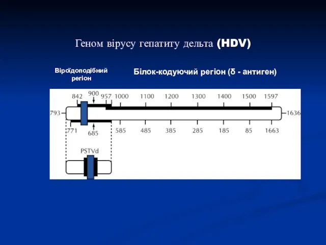 Геном вірусу гепатиту дельта (HDV) Віроїдоподібний регіон Білок-кодуючий регіон (δ - антиген)