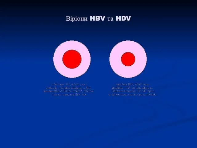 Віріони HBV та HDV