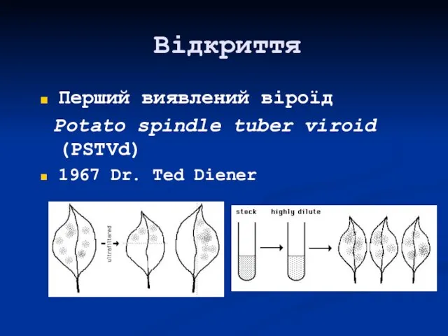 Відкриття Перший виявлений віроїд Potato spindle tuber viroid (PSTVd) 1967 Dr. Ted Diener